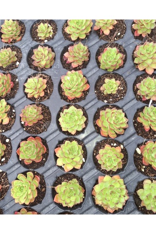 Foliumbotanik Echeveria, Özel Çeşit Sukulent Diğer