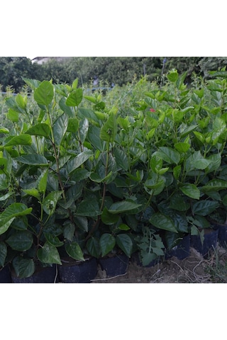 Tüplü 2 Adet 90-120 Cm Kırmızı Japon Gülü hibiscus
