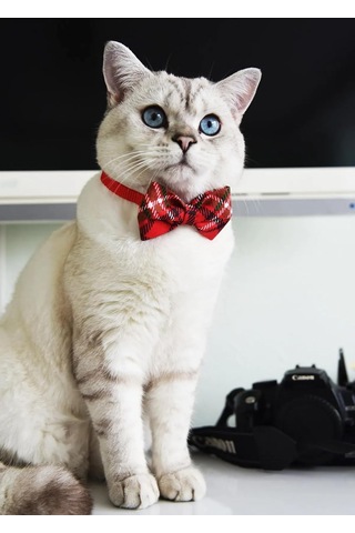 Patipatron Ayarlanabilir Yeni Yıl Papyonlu Kedi Tasması Çınçınlı