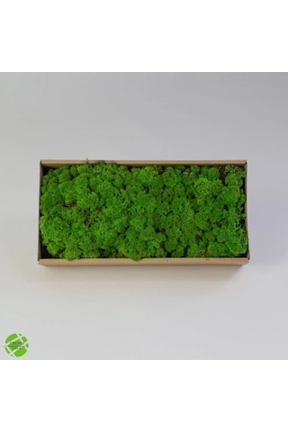 Reindeer Moss Medium Şoklanmış Norveç Yosunu 30gr