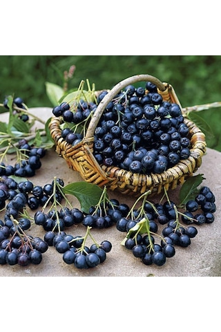 Viking Siyah Aronya Aronia Chokeberry Fidanı 10-20 Cm 10 Adet