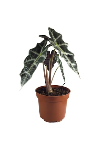 Alocasia Amazonica ‘Polly’ (Fil Kulağı) Ø12 CM H25-30 CM