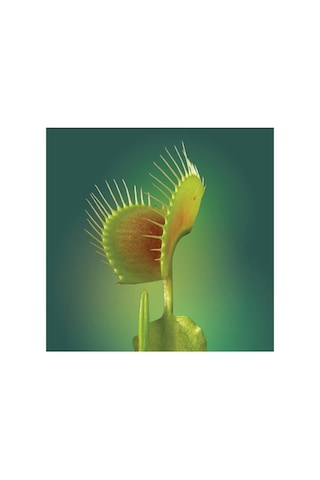 Dashing Look Venus Fly Trap Tohumu 5 Adet Tohum Etçil Bitki Etobur Bitki Sinek Kapan Th-thmcmthm172