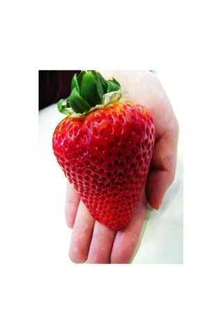 Süper Paket Dev Çilek Tohumu Yediveren Çillek Tohumu 145 Adet Tohum