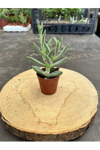 Crassula Mesembryanthemoides Succulent Tüylü Çiçek Açan Sukulent Saksı Hediyeli