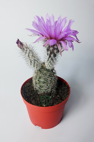 Echinocereus Pectinatus Dekoratif Ve Dayanıklı Kaktüs Çicekli