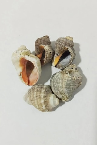 Tr Deniz Kabuğu Gongaz Süs Dekoratif Akvaryum Süsleme 2-4 Cm 5 Adet