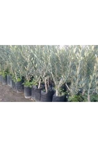 Ada Tarım 10 Adet Domat Zeytin Fidanı 2 Yaş 1 Metre