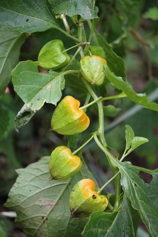Ananas Tomatillo Altın Çilek Tohumu Physalis Ixocarpa