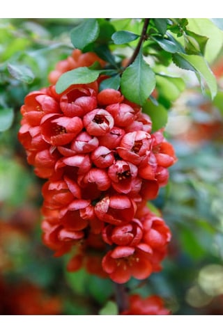 Yörük Gelini Japanese Quince Bol Çiçekli Süs Bitkisi Aşılı Meyve Fidanı