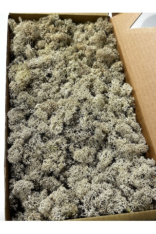 Reindermoss Şoklanmış Norveç Yosunu Terarium Yosunu Natural Green 5 Kg.