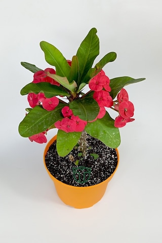 Euphorbia Milii Eforbia Büyük Çiçekli Dikenler Tacı Koyu Pembe