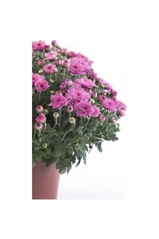 Kasımpatı Krizantem Chrysanthemum Karışık Renk Saksılı 10-20 Cm