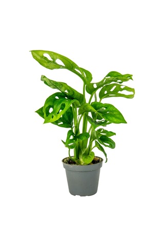 Delikli Devetabanı (Monstera Adansonii Monkey) Saksılı