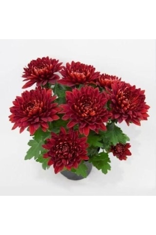 Bodur Kasımpatı Kırmızı Renk Saksılı 10-20 Cm