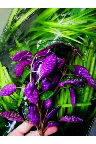 Hemigraphis Colarado 1 Saksı Özel Tür Akvaryum Bitkisi