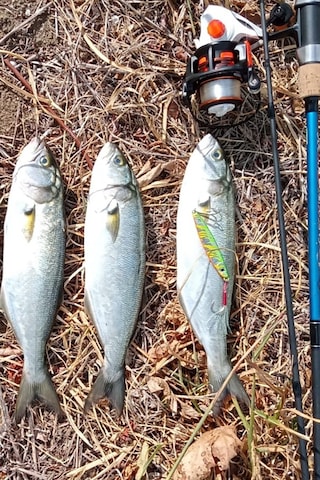 S.f. Sardin Jig 29g Renk: 14 - Sahte Yem Kaşık Rapala -levrek, Palamut, Lüfer, Çinekop, Turna Jig Yem -zebra Glow