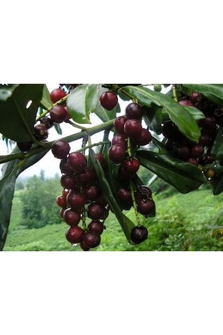 3 Adet Karayemiş Fidanı Prunus Laurocerasus Çok Yıllık Sağlam