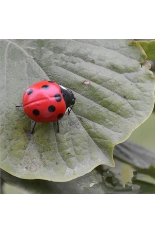 Lijinxu Magideal Gerçekçi Böcek Pot Askıları Dolabı Uğur-böceği