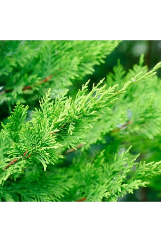 Leylandi Cupressocyparis Leylandii 80-100cm
