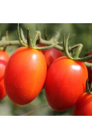 İtalyan Rio GRande Domates Tohumu