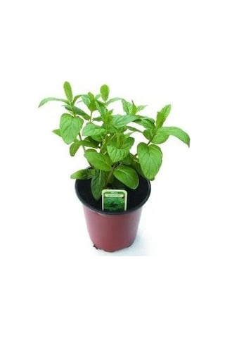 Rosemary Ikili Set Saksılı Nane Biberiye 10-20 Cm