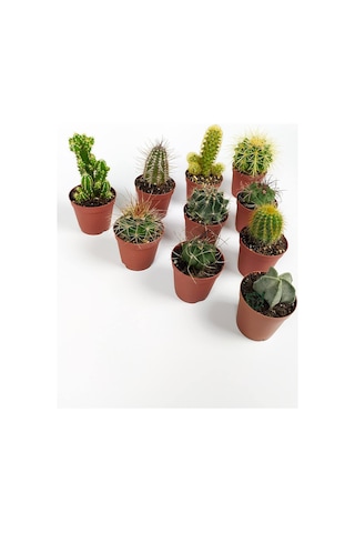 10 Lu Kaktüs Set - Özel Türler - 5.5 Cm Saksıda Sku: Smgstkb4c0b43ea8