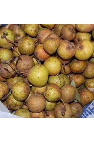 3 Adet Tohum Nadir Dağ Armudu Tohumu Armut Tohumu Tamamen Doğal Dağ Armudu Tohumu Sürpriz Hediye Toh..