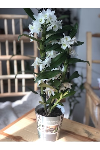 Dendrobium Orkide Exclusive - Beyaz 2932