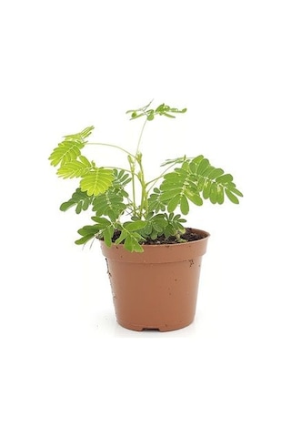 Küstüm Çiçeği Fidanı Fidesi 10-20 Cm