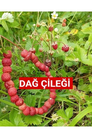Karadeniz Yabani Dağ Çileği Fidesi Saksıda 1 Adet 10-20 CM