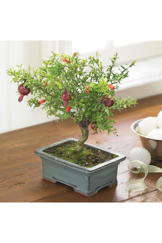 Tüplü Bonsai için Uygun Cüce Süs Narı Fidanı