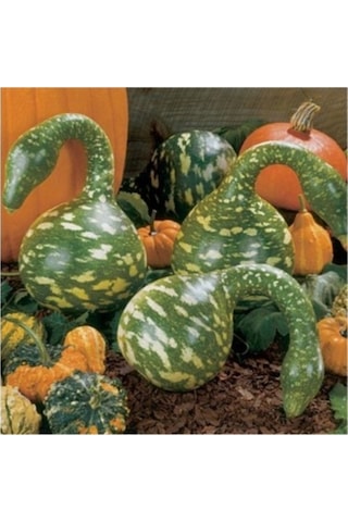 15 Adet Tohum Organik Eğri Kuğu Süs Su Kabak Tohumu Yeşil Su Kabağı Hediye