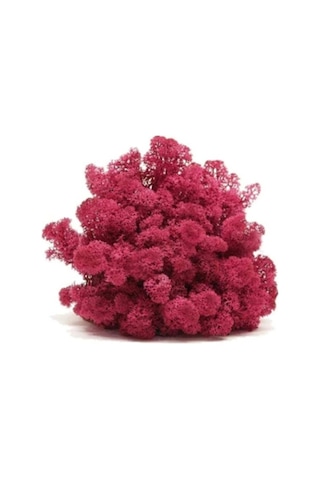 Reindeer Moss Mürdüm Şoklanmış Norveç Yosunu 30gr