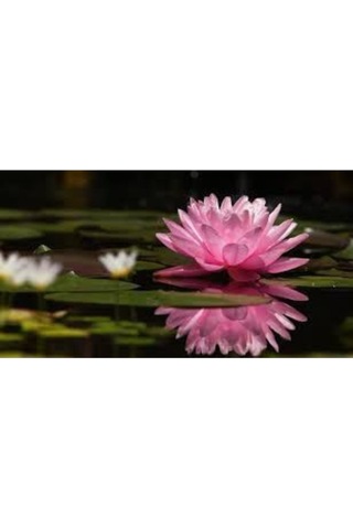 Nadir Lotus Çiçeği Tohumu Nilüfer Çiçeği Tohumu 1 Adet Tohum