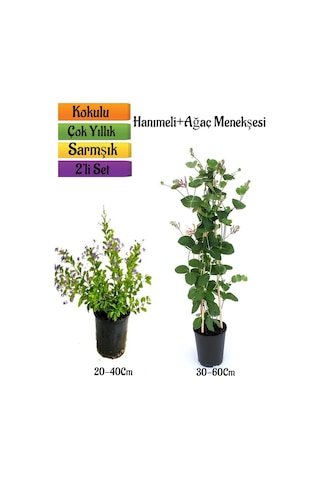 Duranta/mor Ağaç Menekşesi+kokulu Hanımeli Çiçeği Fidanı 2'li Bahçe Peyzaj Seti