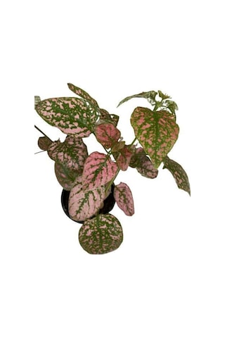 Puantiyeli Bitki  Hypoestes Phyllostachya 15-20 Cm Kırmızı N11.1478