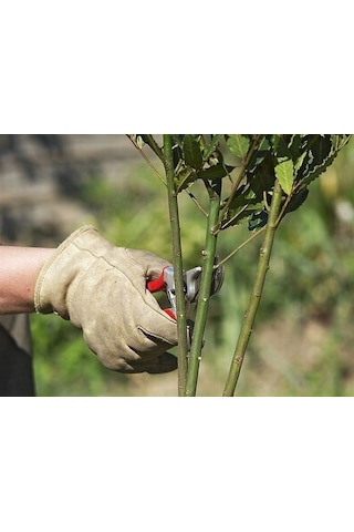 Kullanıma Hazır Toz Fidan Köklendirme Hormon 100 Gr