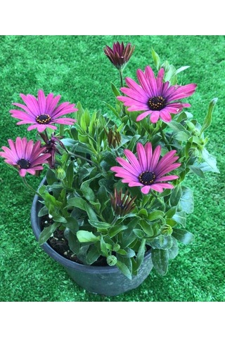 Videolu Mor 1 Adet Bodrum Papatyası Saksılı 35-55cm Purple Bodrum Daisy