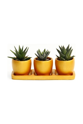 Trio Orange Sukulent Seti - 3lü Haworthia