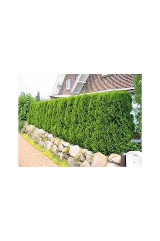 Çit Mazı Tohumu 1000 Adet Mazı Tohumu Çit Mazı Tohumları