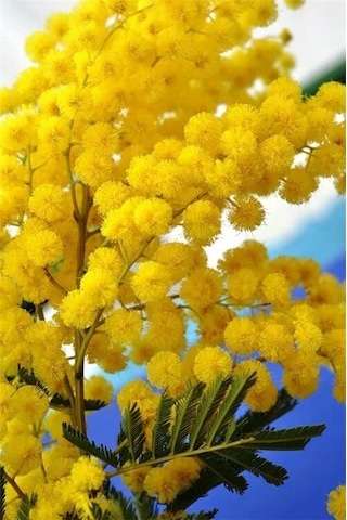 Bahçevilya 2 Yaş Tüplü Mimoza Çiçeği Acacia Dealbata Fidanı