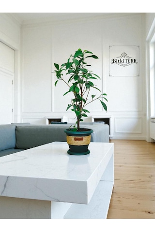 Bitkitürk-dekoratif Saksıda Örgülü Bonsai 50/70 Cm