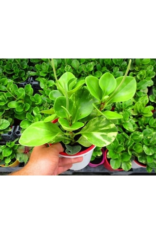 Peperomia Optusifolia Saksılı Hediyelik Bitki