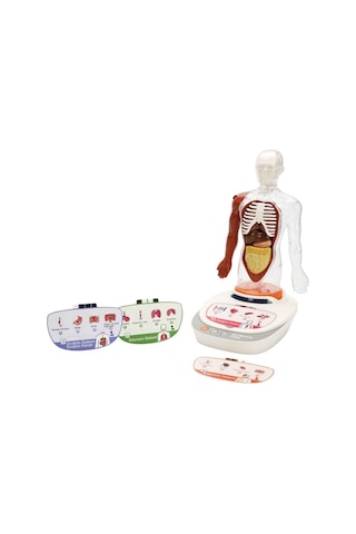 S00005280 Bilim Set İnsan Vücudu Modeli 23prç