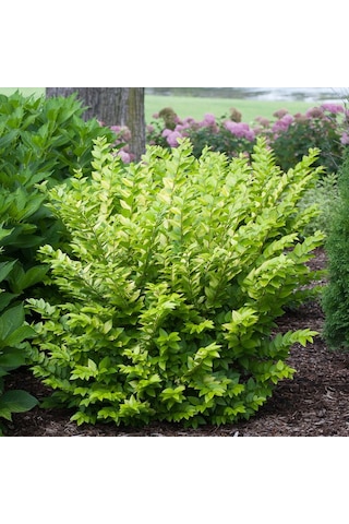 "kurtbağrı Fidanı Ligustrum,bahçeniz İçin Sık Ve Yeşil Çit" 2 Yaş