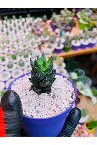 Haworthia Reinwardtii Özel Tür Haworthia