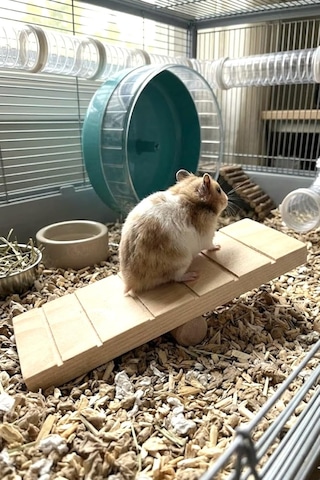 Tr Hamster Oyuncağı Tahtıravalli - Doğal Ahşap - 20x7 Cm