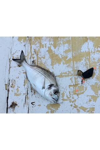 Midye Kurşunlu Yılan Dili Takımı 40 Gr