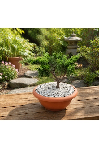 Bonsai Juniperus Ardıç 5 Yaşında